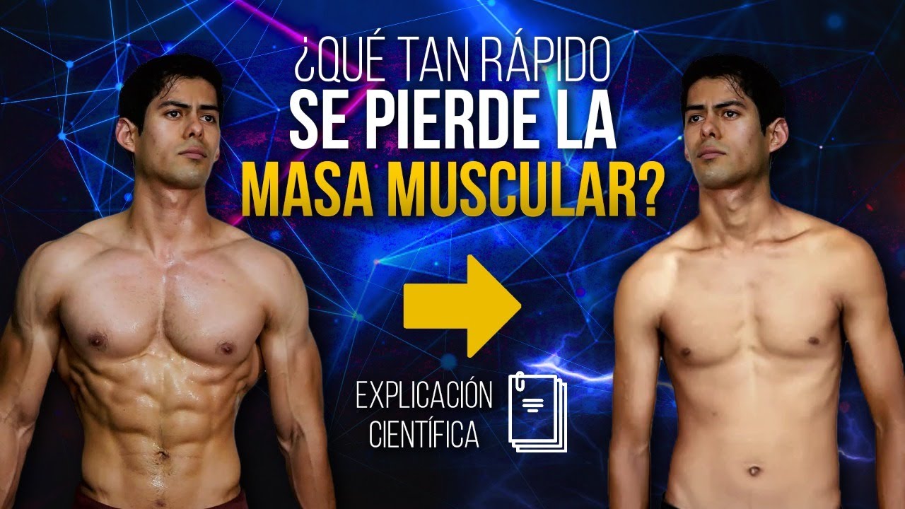 cuanto se tarda en recuperar la masa muscular perdida