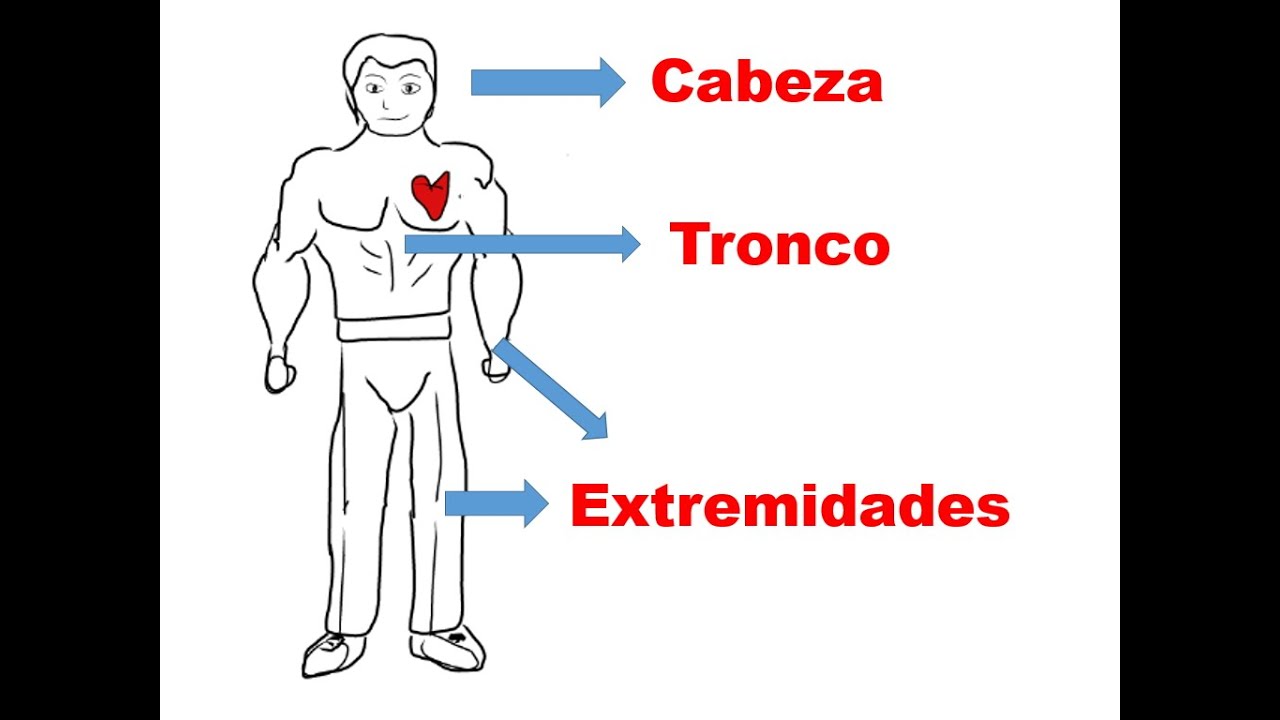 en el humano parte inferior del tronco