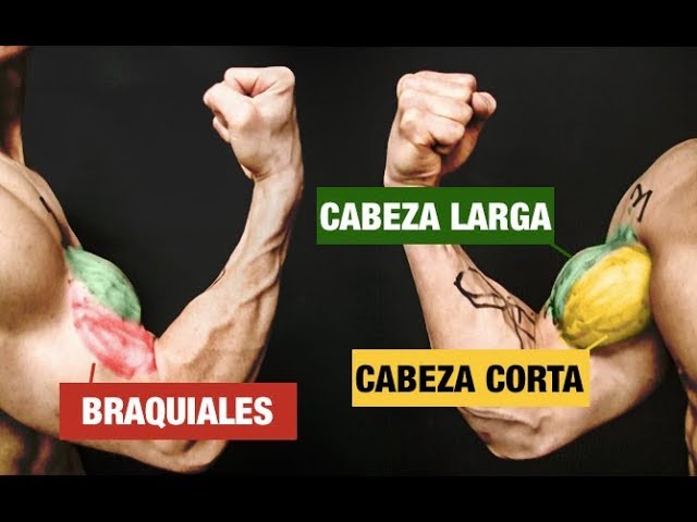 cabeza larga y corta del biceps