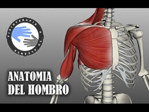 cuales son los ligamentos del hombro