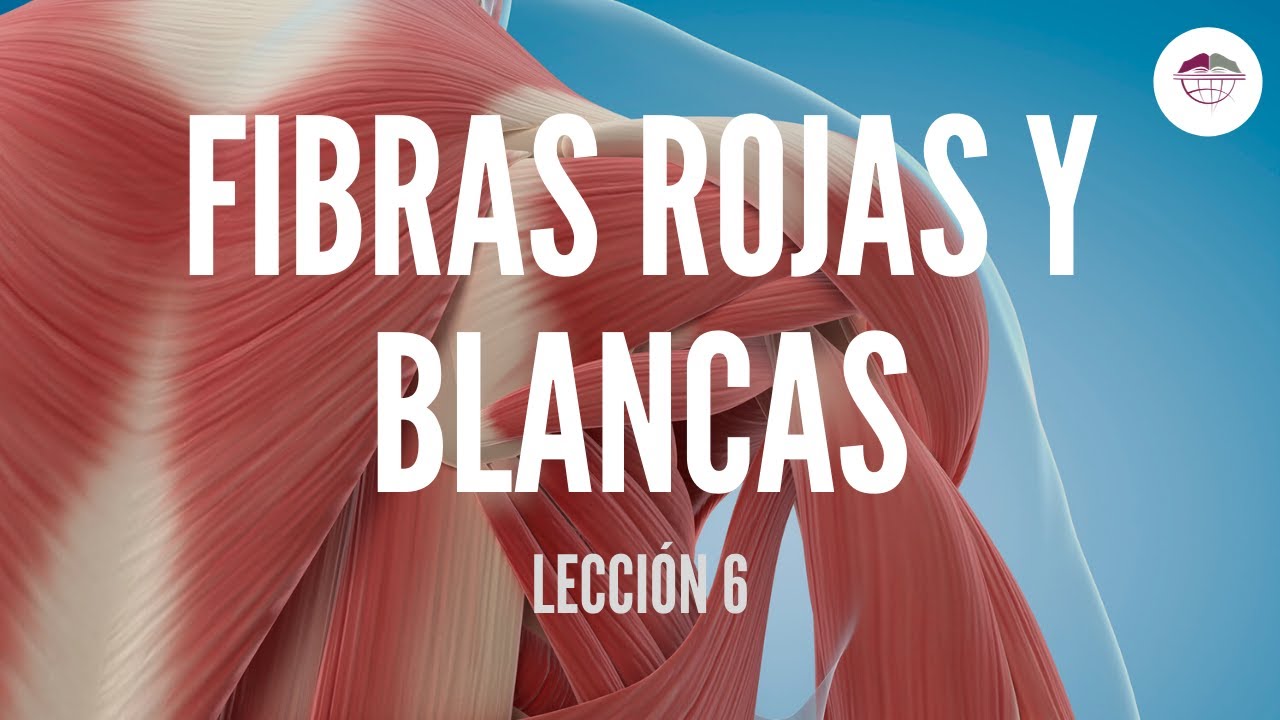 diferencia entre fibras rojas y blancas