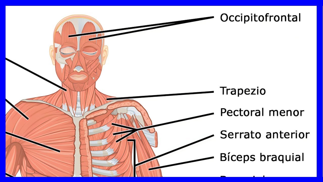 imagenes de los musculos del cuerpo humano
