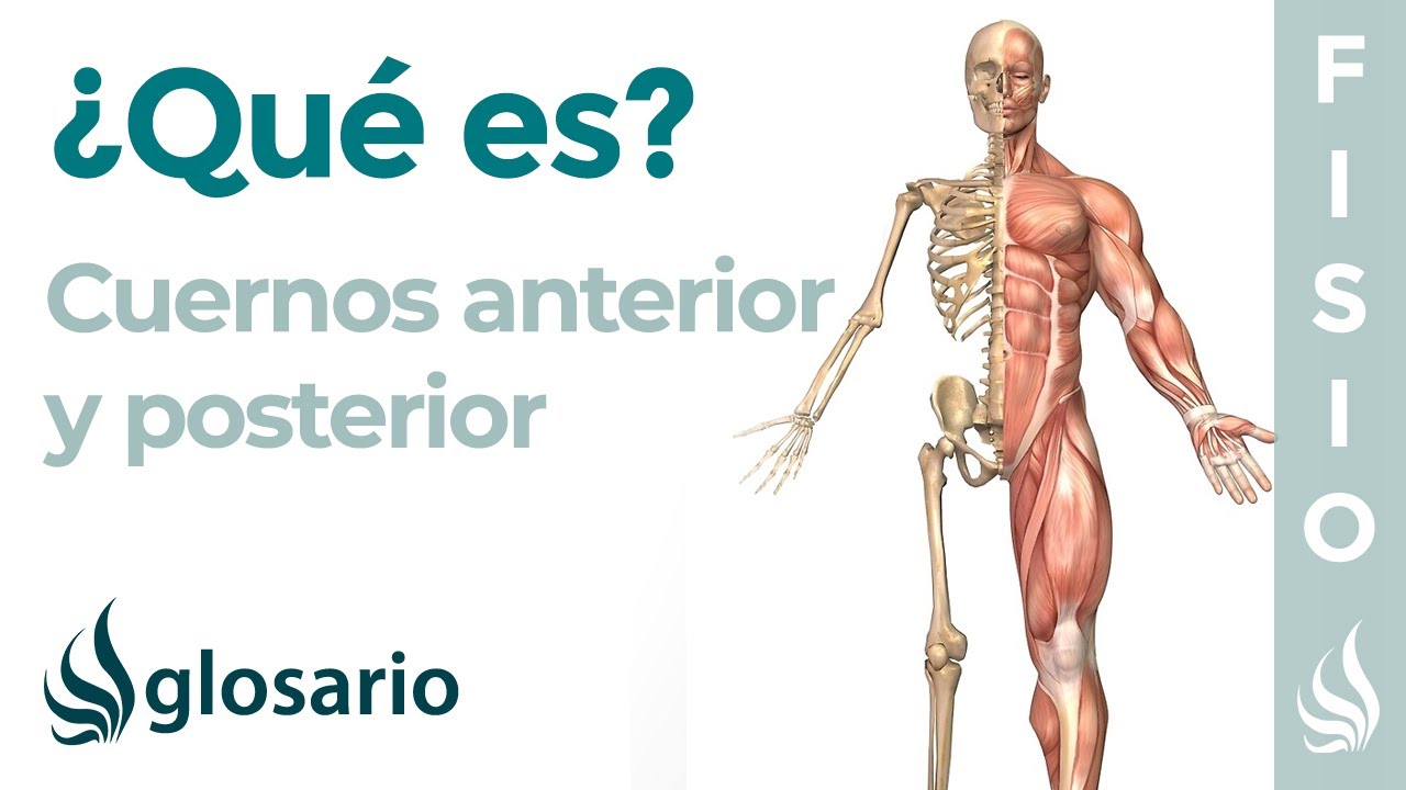 meniscectomía parcial del cuerno posterior del menisco interno