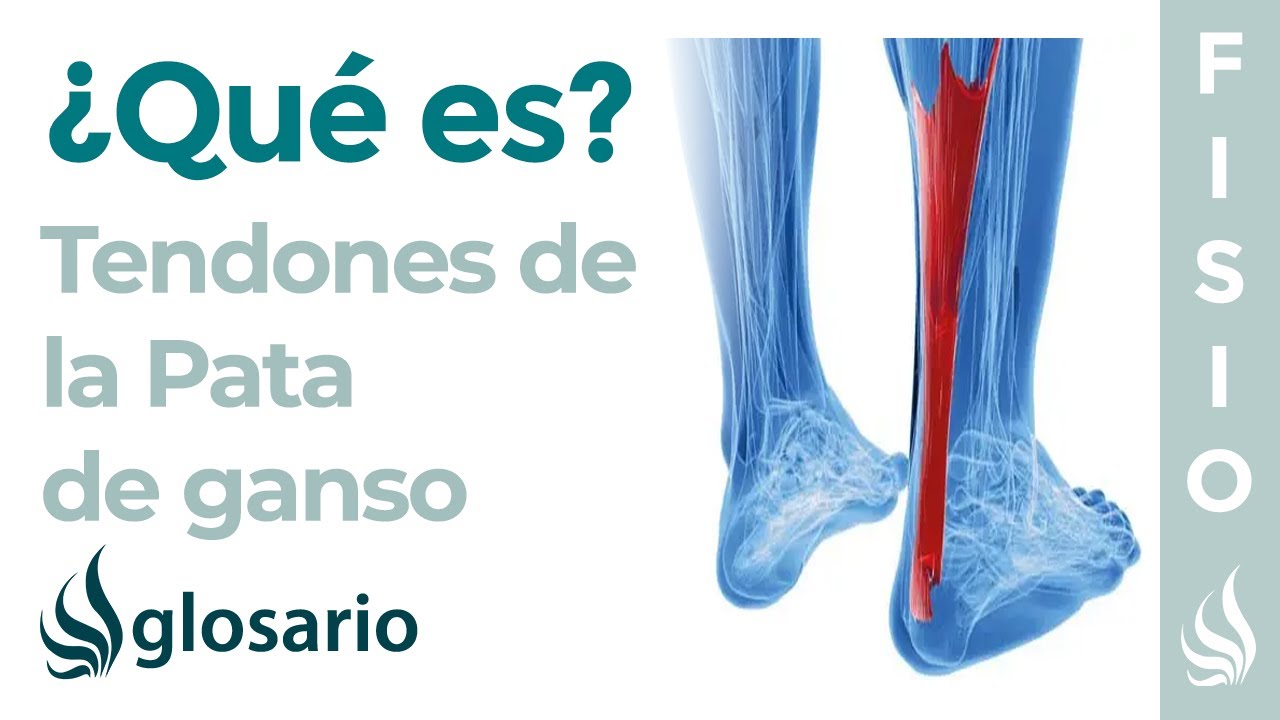 musculos de la pata de ganso