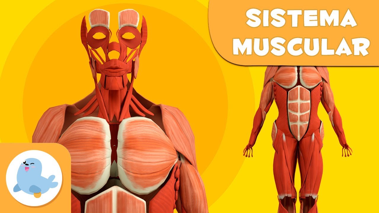 musculos del cuerpo humano en catalan