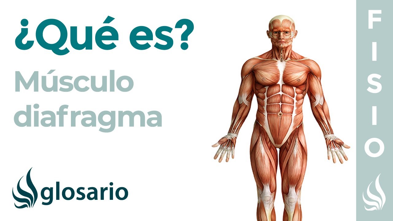 que es el diafragma y para que sirve