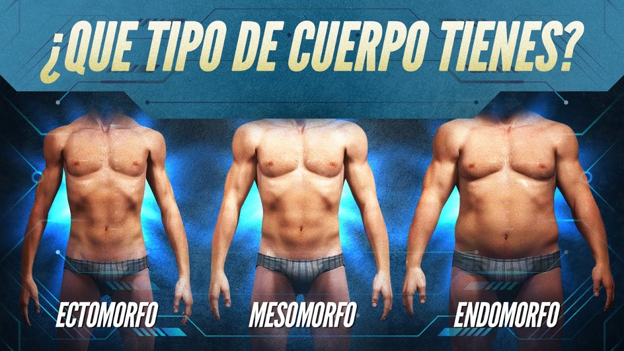 tipos de cuerpos ectomorfo mesomorfo y endomorfo