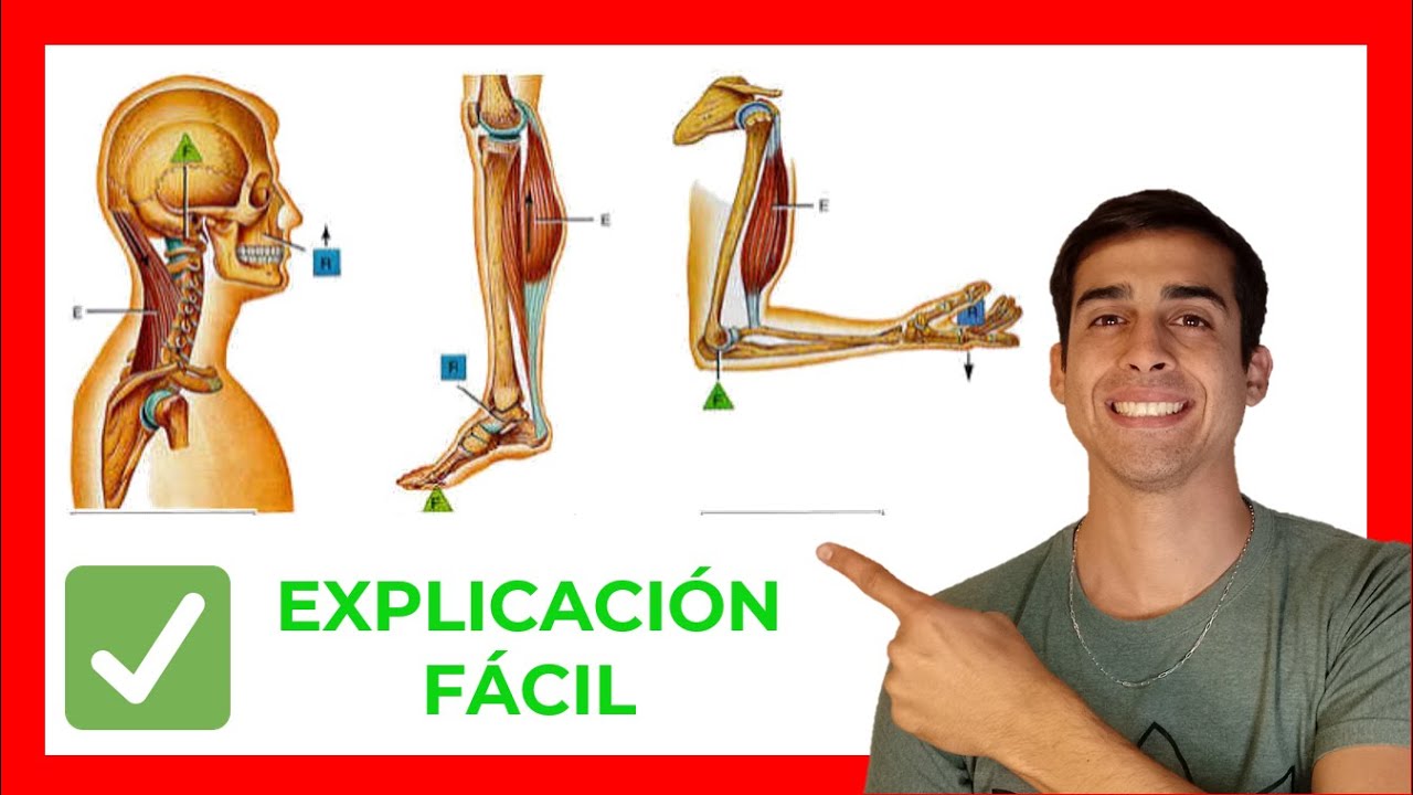 tipos de palancas en el cuerpo humano