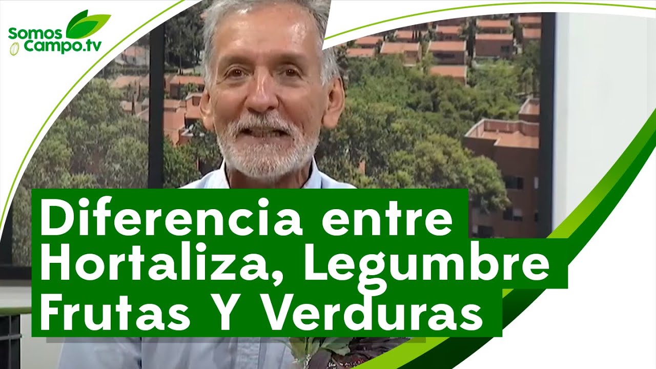 verduras y hortalizas es lo mismo