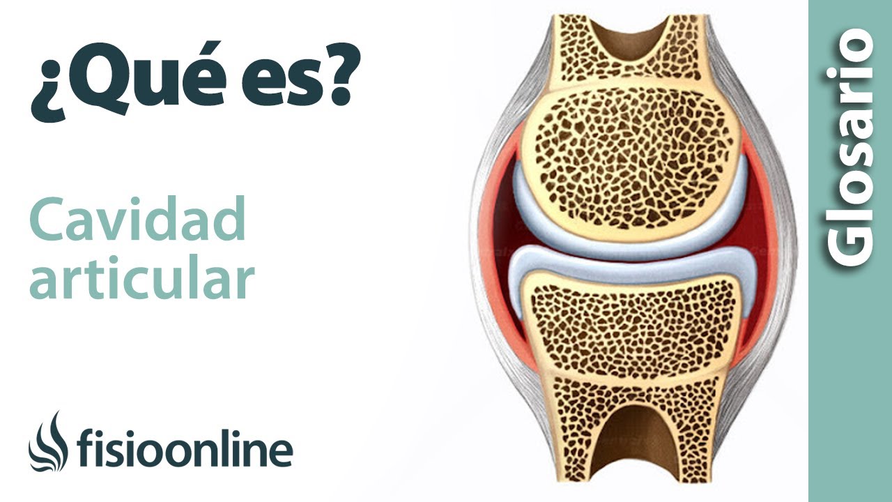 cavidad articular que permite movimientos amplios