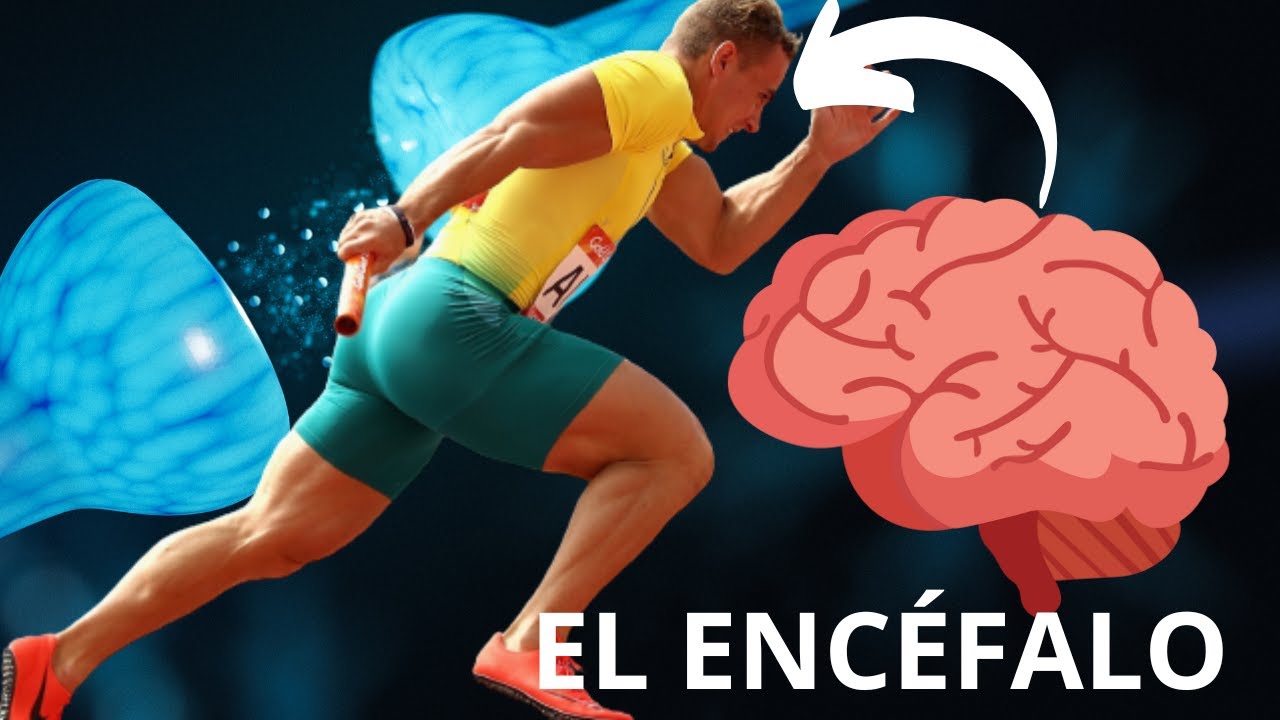 como influye la actividad fisica en el sistema nervioso