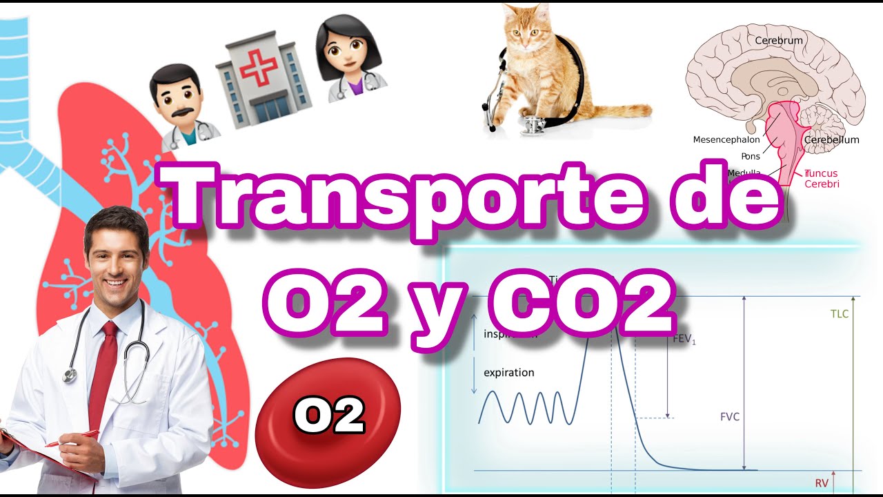 como se transporta el oxigeno en la sangre