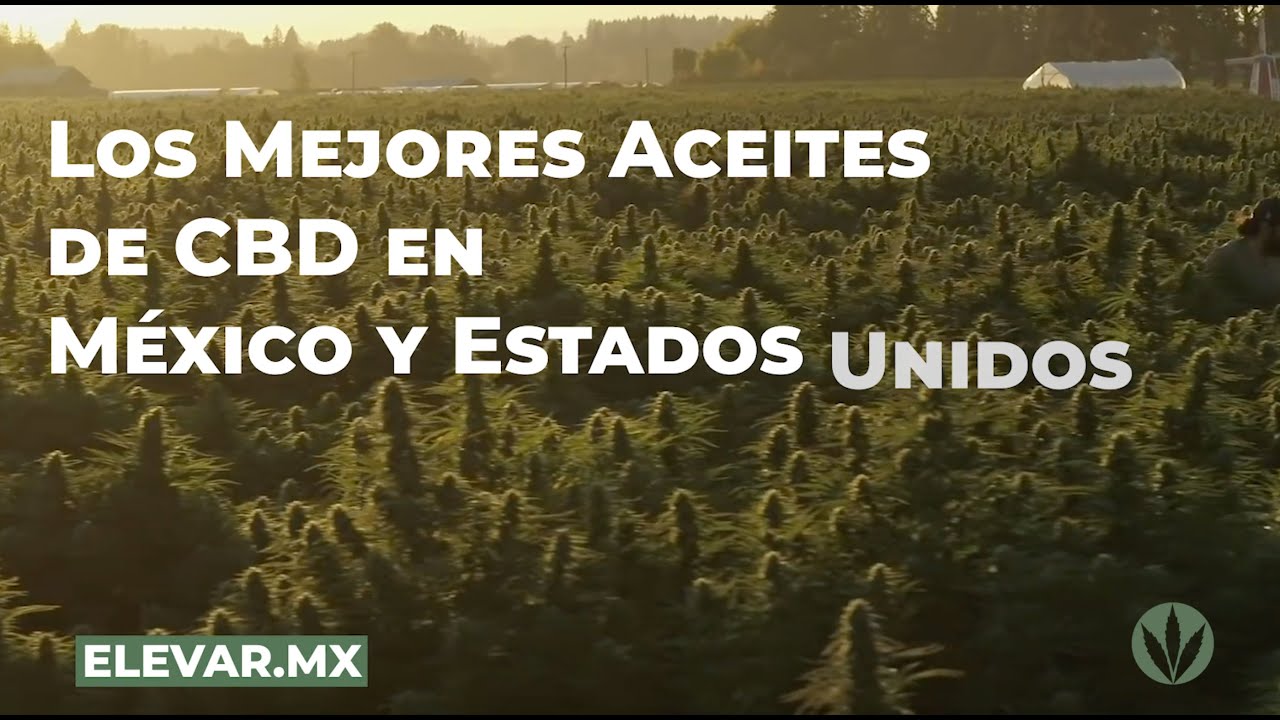 cual es el mejor aceite cbd del mercado