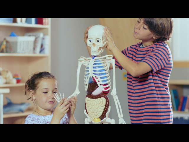 cuantos fasciculos tiene el cuerpo humano