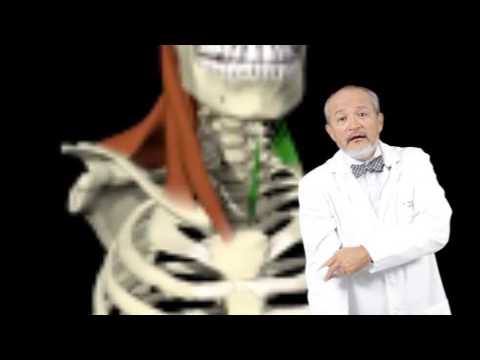 cuantos tendones tiene el cuerpo humano