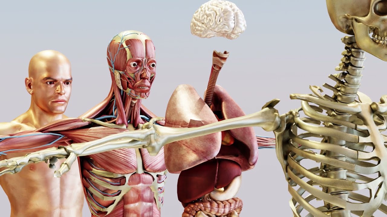 cuerpo humano huesos musculos y organos