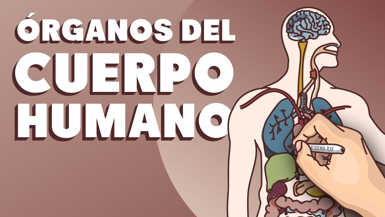 esquema del cuerpo humano con nombres