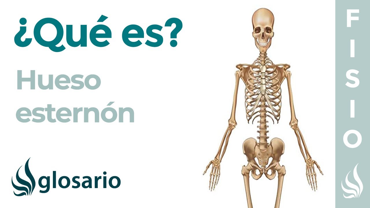 hueso que va desde el esternon al hombro