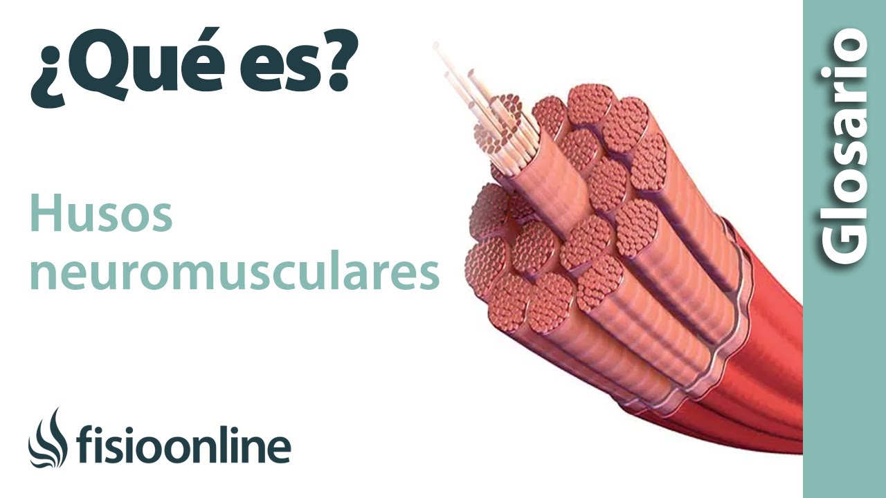 huso muscular y organo tendinoso de golgi