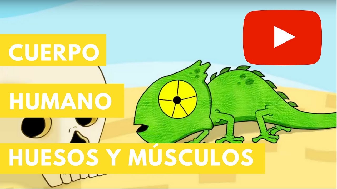 imagenes de huesos y musculos del cuerpo humano