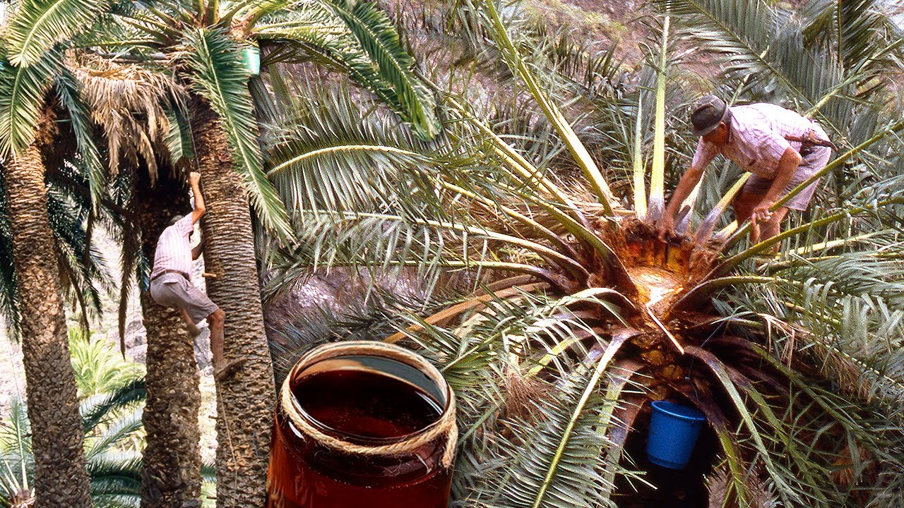 miel de palma de la gomera