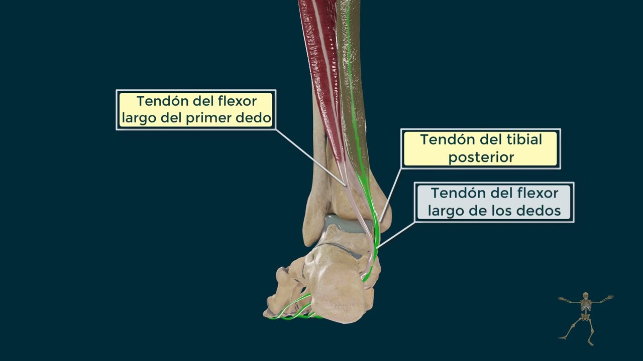 musculo flexor largo de los dedos
