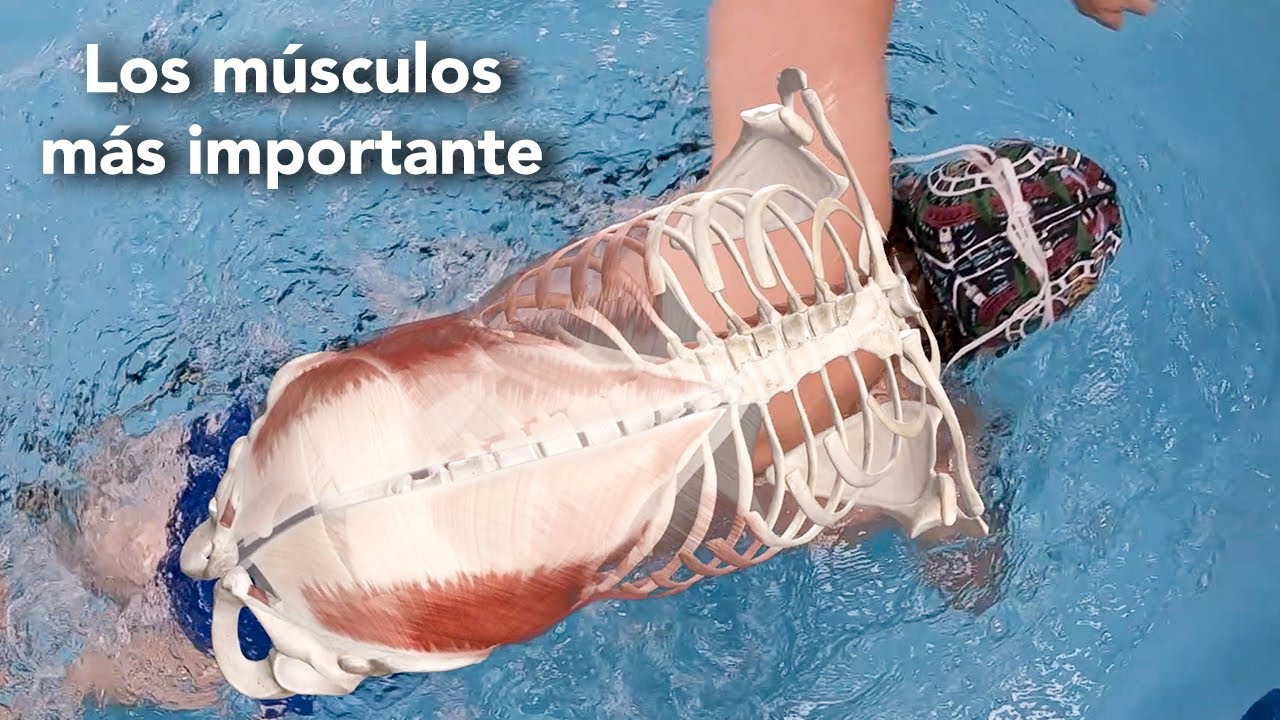 musculos que se ejercitan al nadar