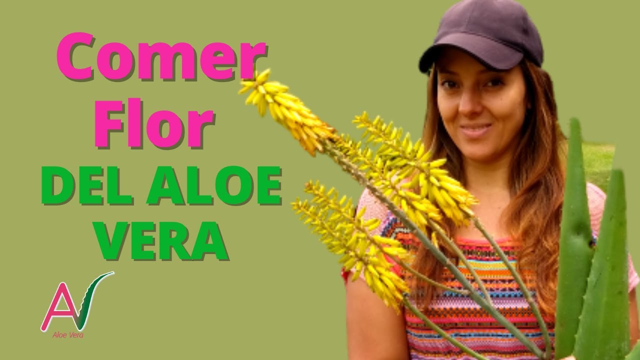 que puedo hacer con la flor de aloe vera