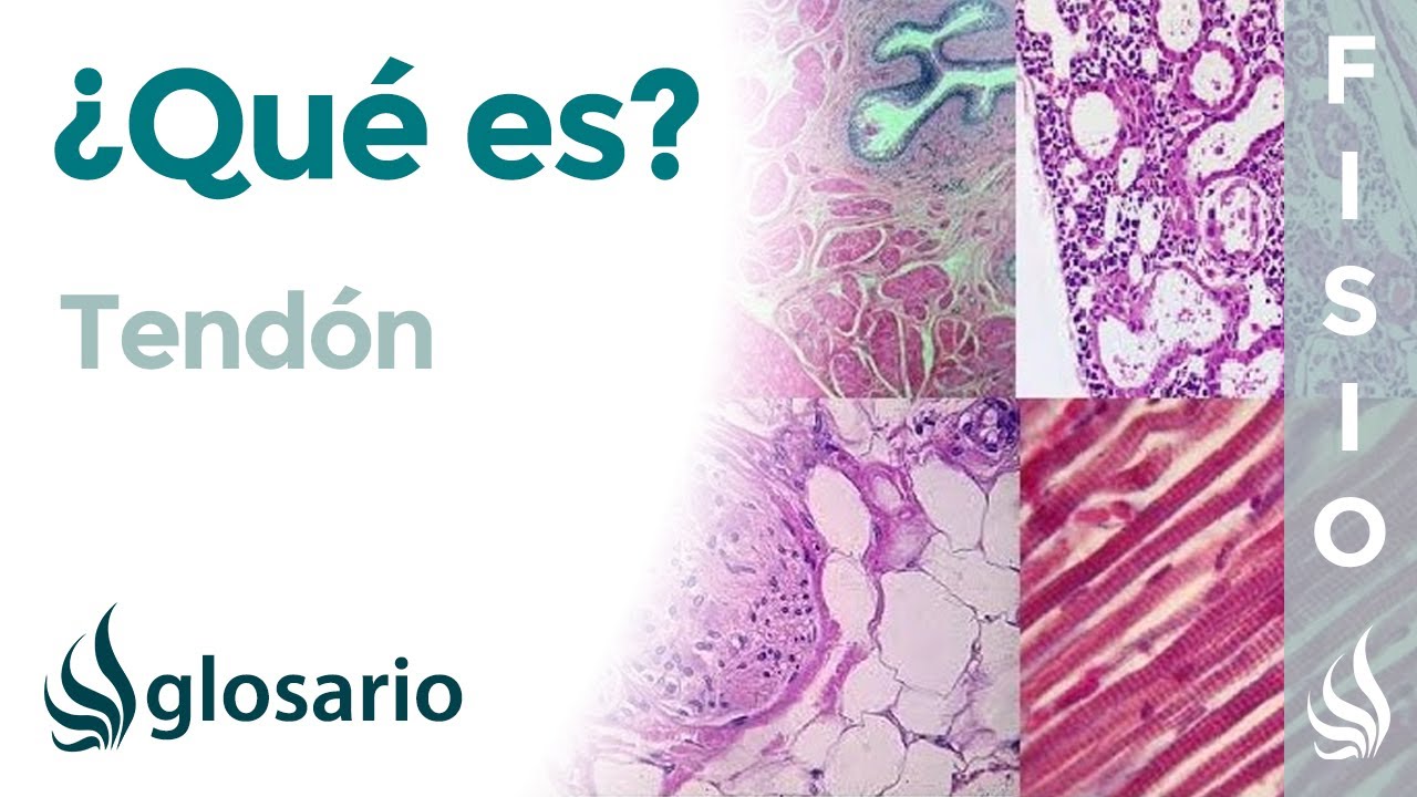 que son los tendones y cual es su funcion